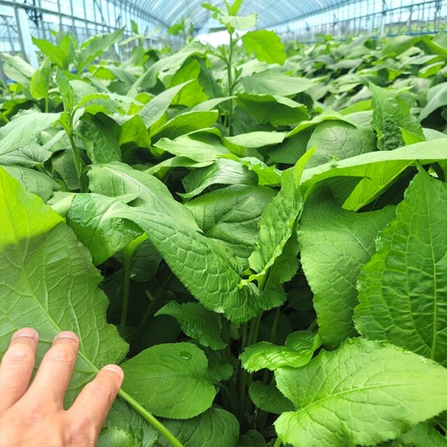 양구군산림조합 임산물가공센터,양구곤드레(150g*15팩)